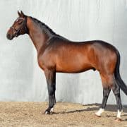 Touchdown stallion