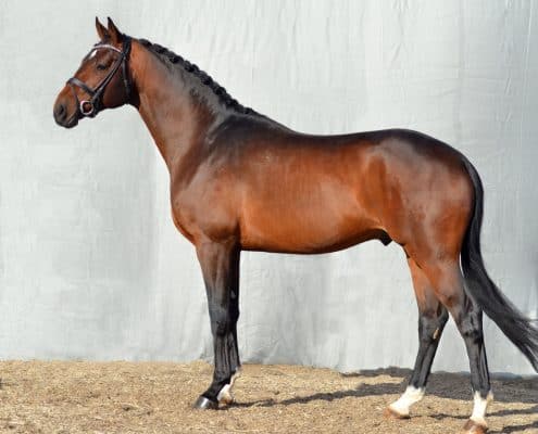 Touchdown stallion