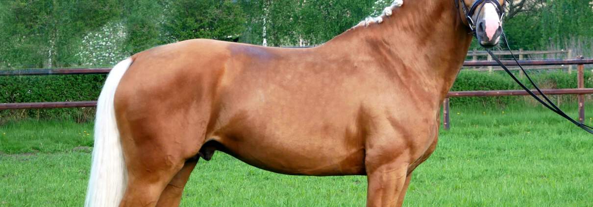 Zafferano