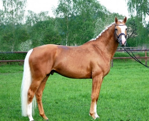 Zafferano