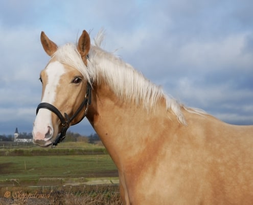 Zigge huvud