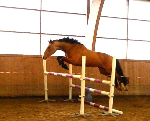 hoppning