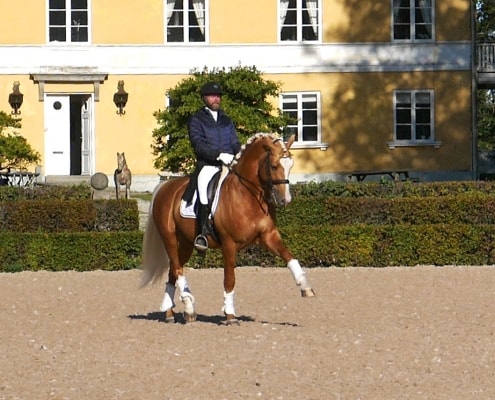 Zafferano stallion in sun