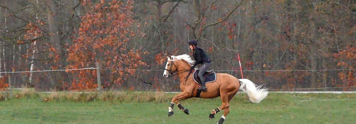 Zafferano i full galopp