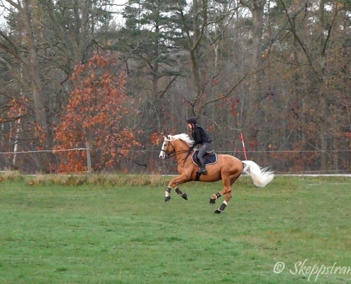 Zafferano i full galopp