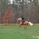 Zafferano i full galopp