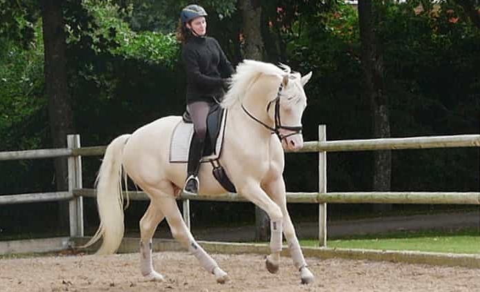 Cremellohingst galopp