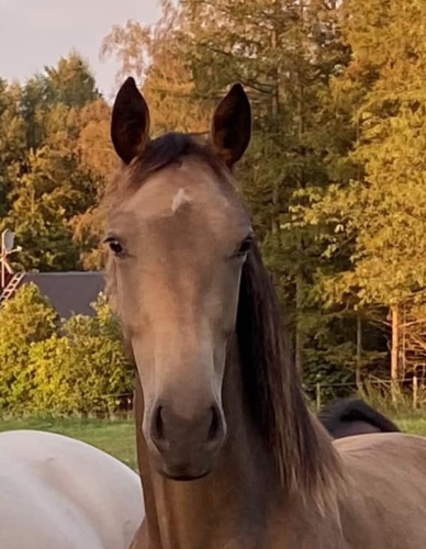 Palomita 1 år