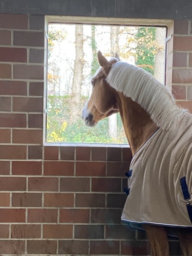 palomino stallion